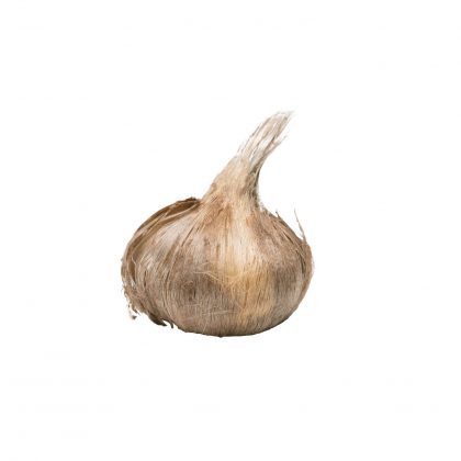 Bulbi zafferano grandi